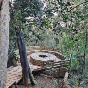 Newlands Forest Hike