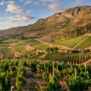 Groot & Klein Constantia Wine Farms