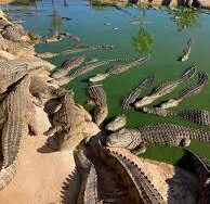 Crocodile Farm